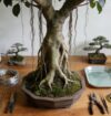 aerial roots ficus bonsai