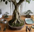 aerial roots ficus bonsai