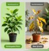 Variegated Ficus