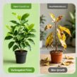 Variegated Ficus