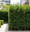 ligustrum tree
