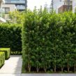 ligustrum tree