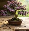 loropetalum chinense bonsai