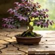 loropetalum chinense bonsai