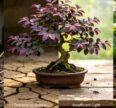 loropetalum chinense bonsai
