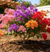 multicolor bougainvillea