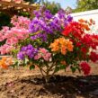 multicolor bougainvillea