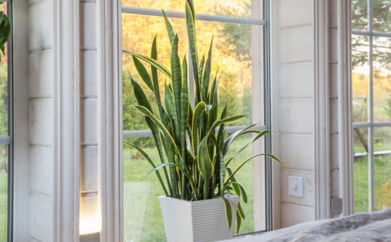 Snake Plants1